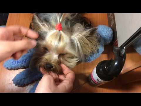 Как сделать хвостик собачке Как сделать хвостик собачке