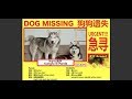 【心碎】狗狗真的不見了,這次真的不是玩笑...(Jeff &amp; Inthira)