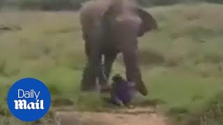 Man is trampled to death after trying to hypnotise elephant