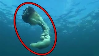 Top 15 Scariest Videos Caught By Divers Top 15 Scariest Videos Caught By Divers
