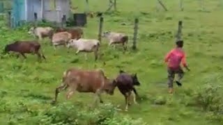 The Funny Man Vs Cow Fight Hq