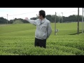 掛川深蒸し新茶～茶畑の風景20110422 お茶の里城南