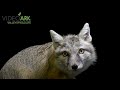 A corsac fox Vulpes corsac at Zoopark Zajezd 1080P HD