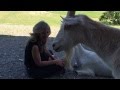 A Girl and a Goat | Colleen Patrick-Goudreau