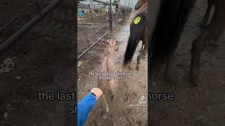 What Happens To Babies When They Are Born At A Kill Pen ..