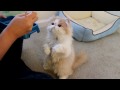 Chopsticks feeding Squirrel-like Kitten リスのような子貓 (featured in America's Cutest Cat)