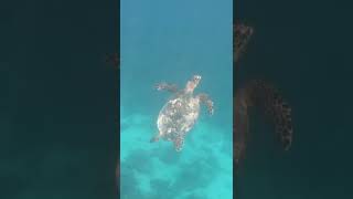 An Idiot Swims With Sea Turtles-Nature-Maldives-Island Paradise-Ocean Life-Warm Water-Gliding Wow