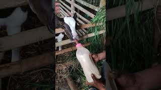Menyusui Sapi Anak Pakai Dot Jumbo