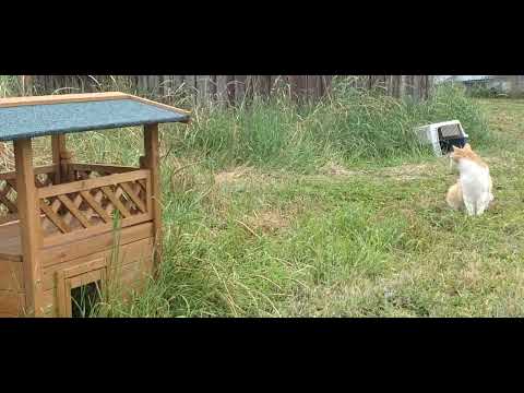 Tag der offenen Tür im Tierheim Plüderhausen im Streunergarten