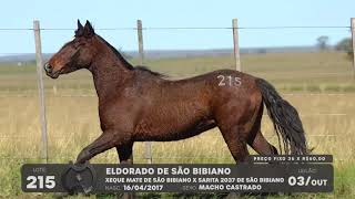 LOTE 215 - CAVALO CRIOULO (MACHOS) - LEILÃO SÃO BIBIANO 2021