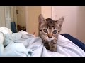 kitten