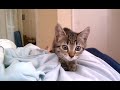 kitten