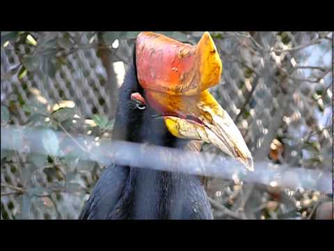 サイチョウの食事。Rhinoceros Hornbill is eating．