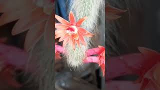 Mostrando As Flores Do Pênis Rabo De Macaco Olha Que Lindo As Flores Da Rola De Macaco