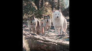 Buck The Life Saviour - Call Of The Wild Edit Камин - Emin & Jony Slowed & Reverb
