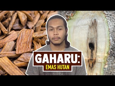Gaharu: Emas Hutan