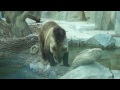 Video Медведи Киевского Зоопарка 22.07.11