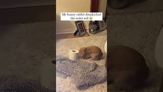 My Bunny Ranbut Dropkicked The Toilet Roll