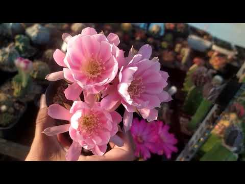 Top 10 Best Flower Lobivia Cactus