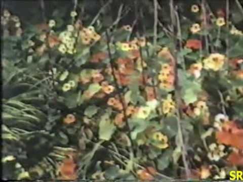 Bheega bheega mausam - Suraag