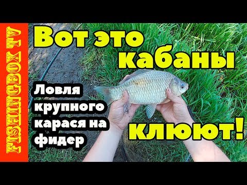 фидер на дону в липецкой области 2016 видео фидер на дону в липецкой области 2016 видео