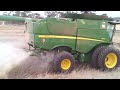 canola
