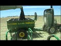canola