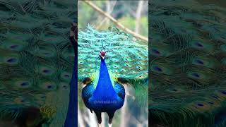 Lovely Indian Peafowl Pea Bird - Without Music Natural Cute Animal Sounds 4K