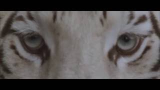 Watch Our Last Night White Tiger video
