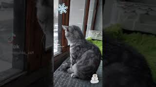 Котёнок В Первый Раз Увидел Снег.екатеринбург 30.10.2021