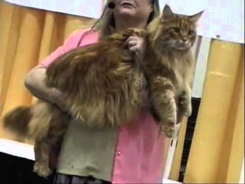 Watch Enthralled 2014 Cat 3 Korean