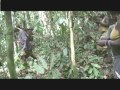 Bayaka people hunting in the forest