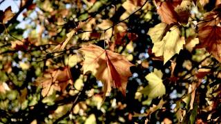 Tomaso Albinoni Adagio In G Minor By Giazotto Best Quality Hd 1080p Tomaso Albinoni Adagio In G Minor By Giazotto Best Quality Hd 1080p