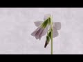 Oxalis Triangularis Flower Time-lapse