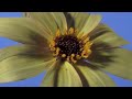 Dahlia flower time lapse showing... - November Flowers ecards - Events Greeting Cards