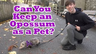 Can You Keep An Opossum As A Pet?