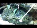 Feeding a Green Brittle Star