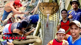 12Ft Banakon King Cobra Huli Sa Davao City