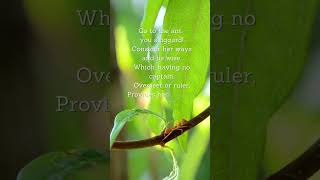 The Secret Of The Ants Success A Bible Lesson From Proverbs 6 , ,