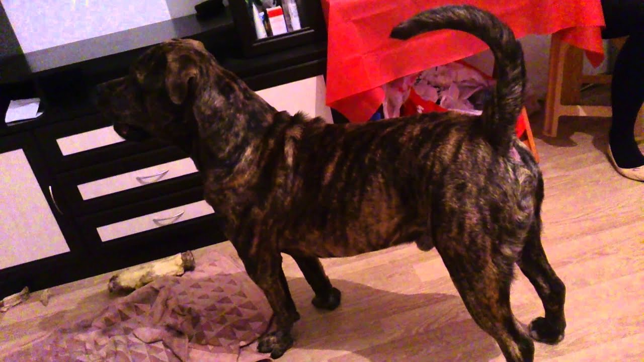 dogs barking sound barking sound effect мощный лай dogs barking sound barking sound effect мощный лай