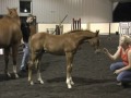 Ostentatious - Hunter Prospect - NOT FOR SALE