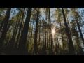 MRNORTH - "Polar Bear" (Revelation 13)