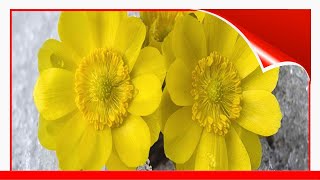 11 Best Landscaping Plants You Should Know About