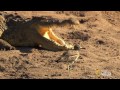 Bird vs. Lizard | Real Angry Birds