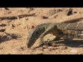 Bird vs. Lizard | Real Angry Birds