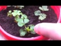 Balcony Tour: Organic Vegetable Garden