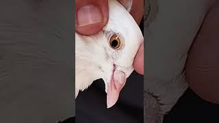 White Pigeon With Yellow Eyes