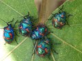 Hibiscus Harlequin Bugs - Coffs Harbour