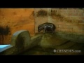 Endangered Pygmy Hippo Born