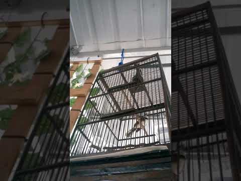 VIDEO : kipasan/sikatan/murai gila gacor - burungfamily flycatcher ini kalau sudah mau berbunyi.. dari sebelum subuh sampai senja apalagi digandeng sama ciblek dan ...